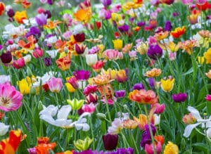 Colorful Flowers Field | Estate Planning | Myatt & Bell